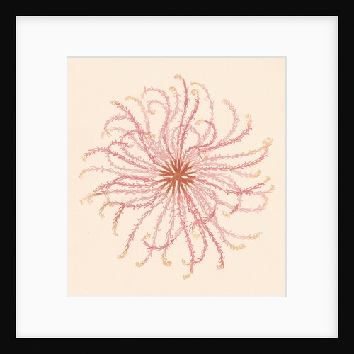 Comatula novae guineae by unknown