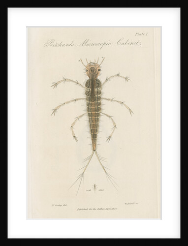 Larva of Dytiscus by William Kelsall