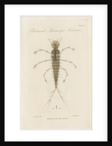 Larva of Dytiscus by William Kelsall