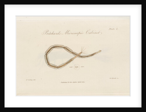 Larva of a Gnat by William Kelsall