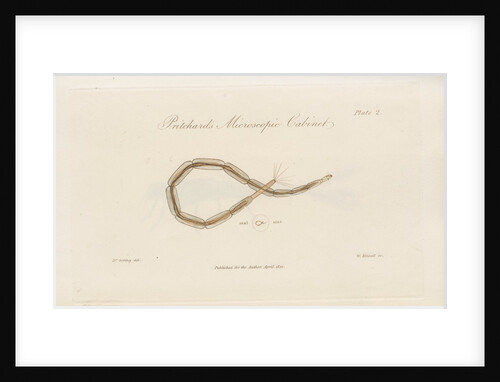 Larva of a Gnat by William Kelsall
