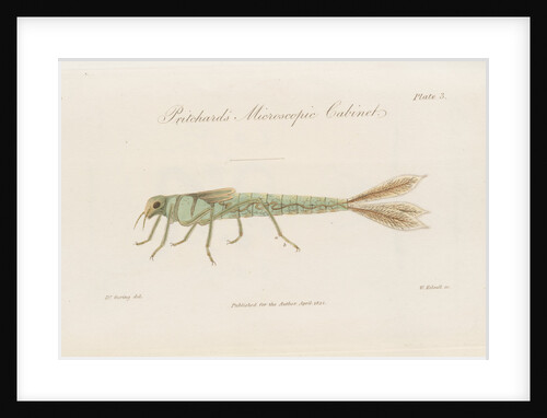 Damselfly larva by William Kelsall