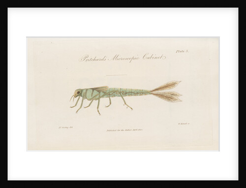 Damselfly larva by William Kelsall
