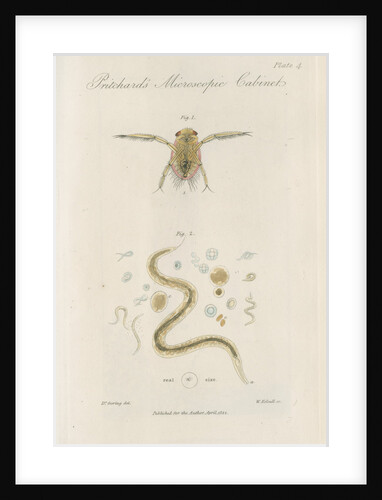 Pygmy backswimmer and ‘Eel animalcule’ by William Kelsall