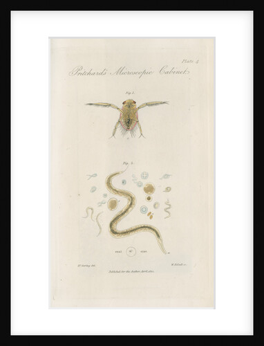 Pygmy backswimmer and â€˜Eel animalculeâ€™ by William Kelsall
