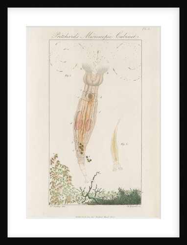 Freshwater rotifer by William Kelsall