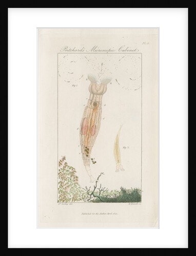 Freshwater rotifer by William Kelsall