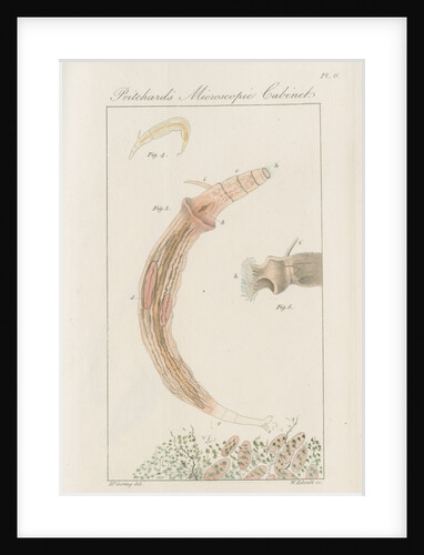 Freshwater rotifer by William Kelsall