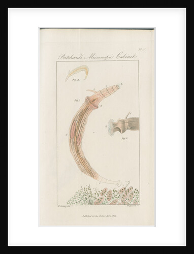 Freshwater rotifer by William Kelsall