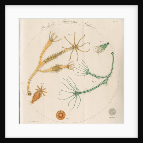 Freshwater hydra by William Kelsall