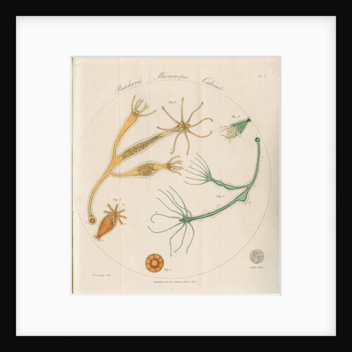 Freshwater hydra by William Kelsall