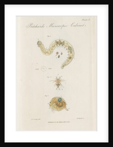 Freshwater insects by William Kelsall
