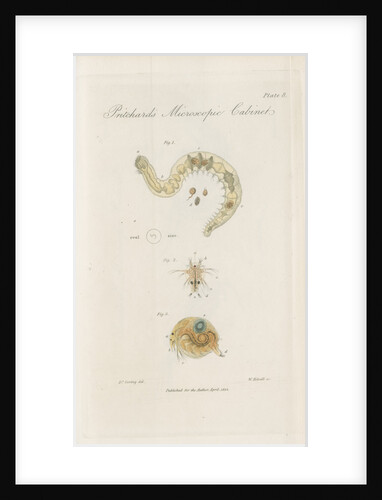 Freshwater insects by William Kelsall