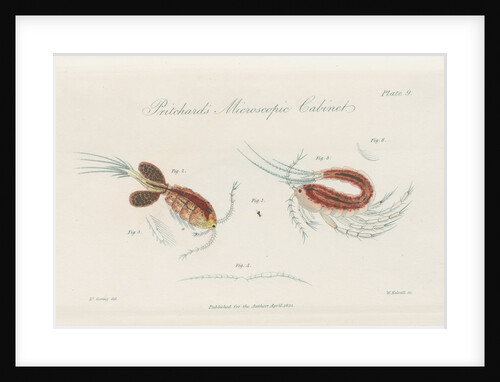Water fleas by William Kelsall