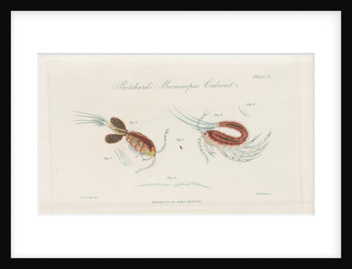 Water fleas by William Kelsall