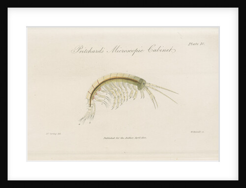Freshwater shrimp by William Kelsall