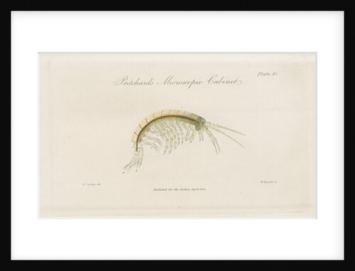 Freshwater shrimp by William Kelsall