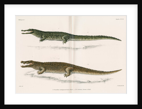 Madagascan crocodiles by Louis Léchaudel