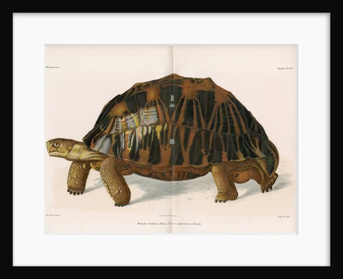Radiated tortoise by André Revillon d'Apreval