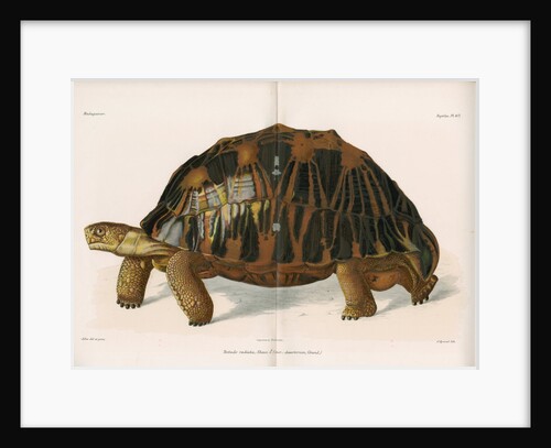 Radiated tortoise by AndrÃ© Revillon d'Apreval