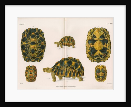 Radiated tortoise by Louis Léchaudel