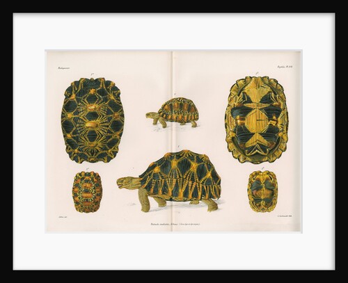 Radiated tortoise by Louis LÃ©chaudel