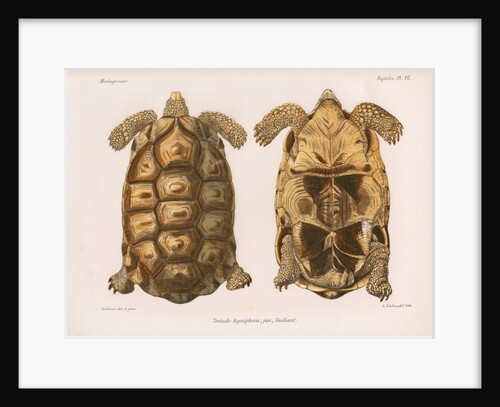 Angonoka tortoise by Louis LÃ©chaudel