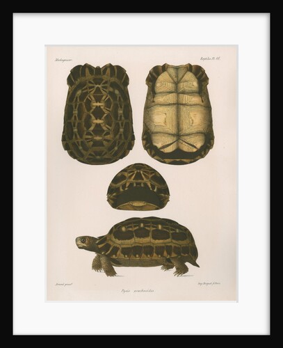 Spider tortoise by Étienne Alexandre Arnould Locard