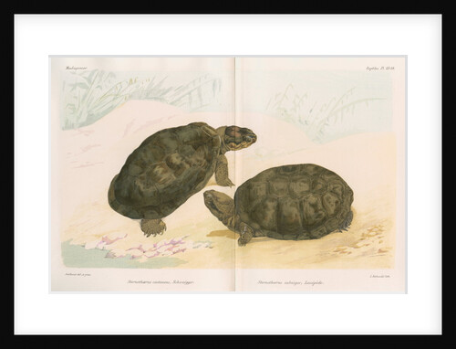 African mud turtles by Louis LÃ©chaudel