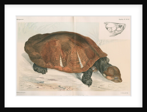Madagascan big-headed turtle by Louis Léchaudel