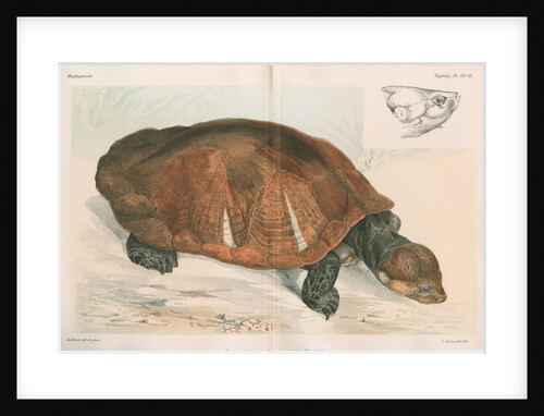Madagascan big-headed turtle by Louis LÃ©chaudel