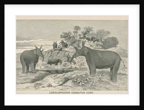 ‘Loxolophodon cornutus’ by Edwin Sheppard