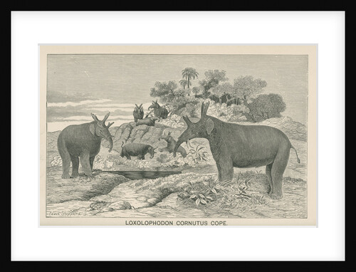 â€˜Loxolophodon cornutusâ€™ by Edwin Sheppard