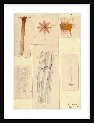 ‘Clavularia viridis’ by Sydney John Hickson