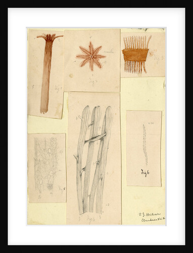 â€˜Clavularia viridisâ€™ by Sydney John Hickson