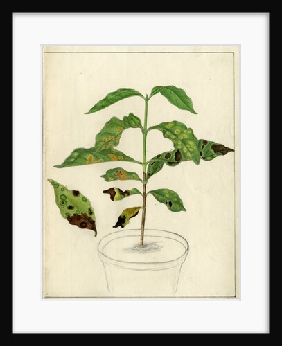 Disease spots by Harry Marshall Ward