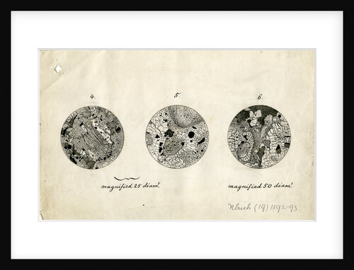 Sections of meteorite by George Henry Frederick Ulrich