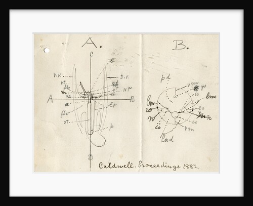 Structure of the Horseshoe worm by William Hay Caldwell