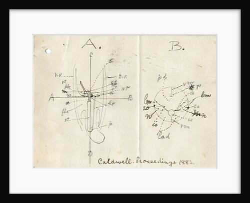 Structure of the Horseshoe worm by William Hay Caldwell