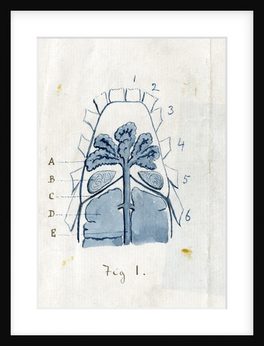 Coxal glands of the scorpion by Edwin Ray Lankester