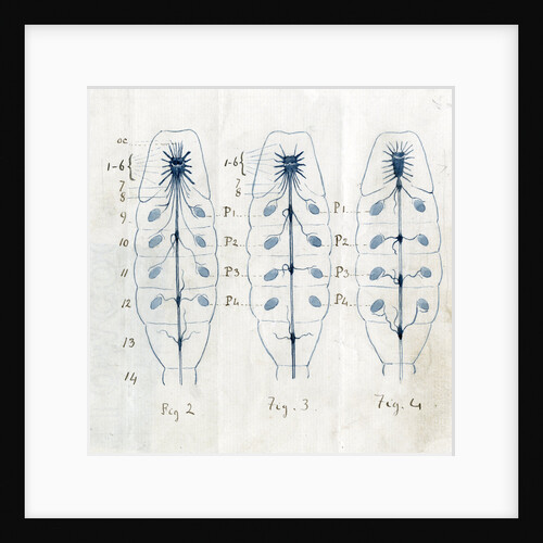 Ganglia and nerves of scorpions by Edwin Ray Lankester