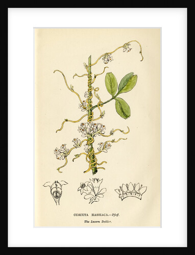 Lucerne dodder by John Frederick Crouch