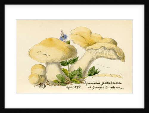 St. George's mushroom by Unknown