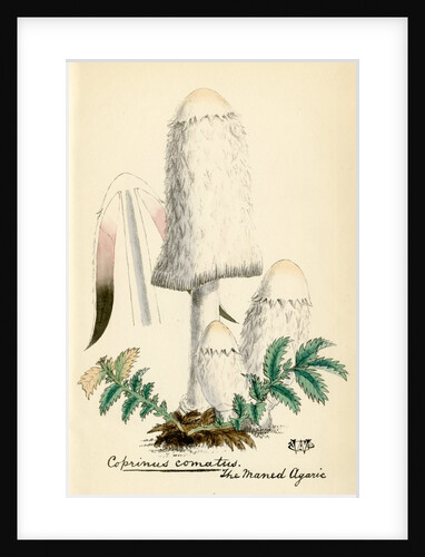 Shaggy ink cap by Unknown