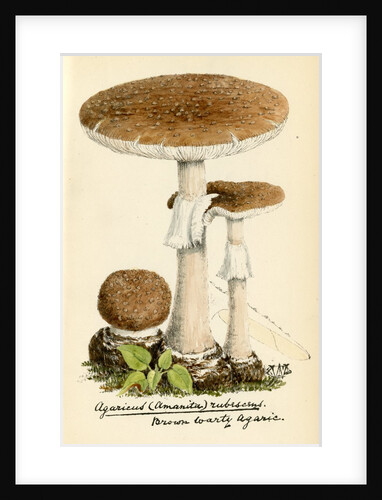 Blusher mushroom by Unknown