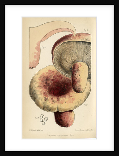 Milk cap mushroom by Worthington George Smith