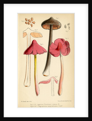 Sepia pinkgill and Pink waxcap mushrooms by Worthington George Smith