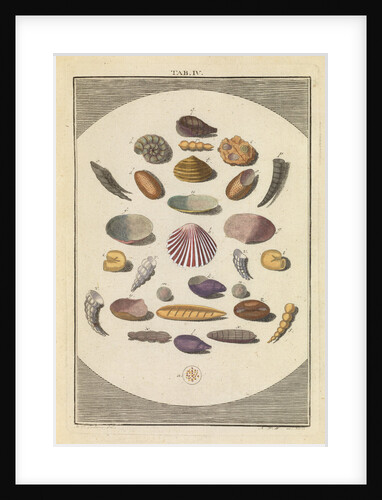 Shells in sand by Martin Frobene Ledermuller