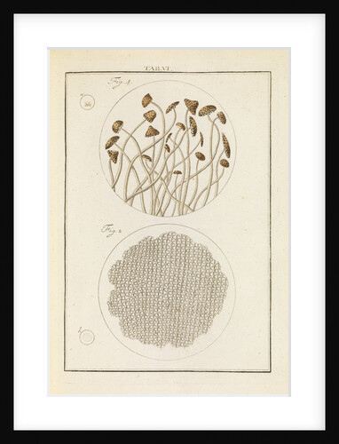 Nut mould and reed structures by Martin Frobene Ledermuller