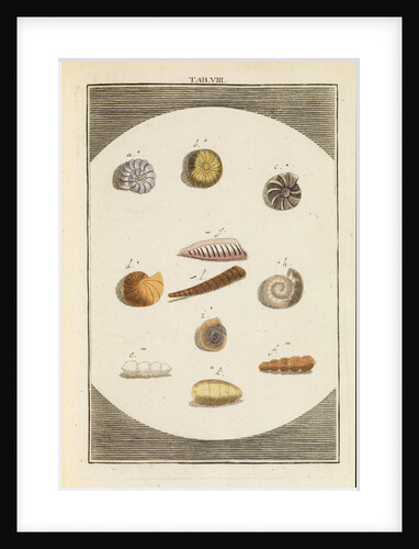 Shells and foraminfera by Martin Frobene Ledermuller